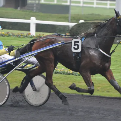 Les pronostics hippiques de Sébastien Mortagne : Vendredi 5 décembre